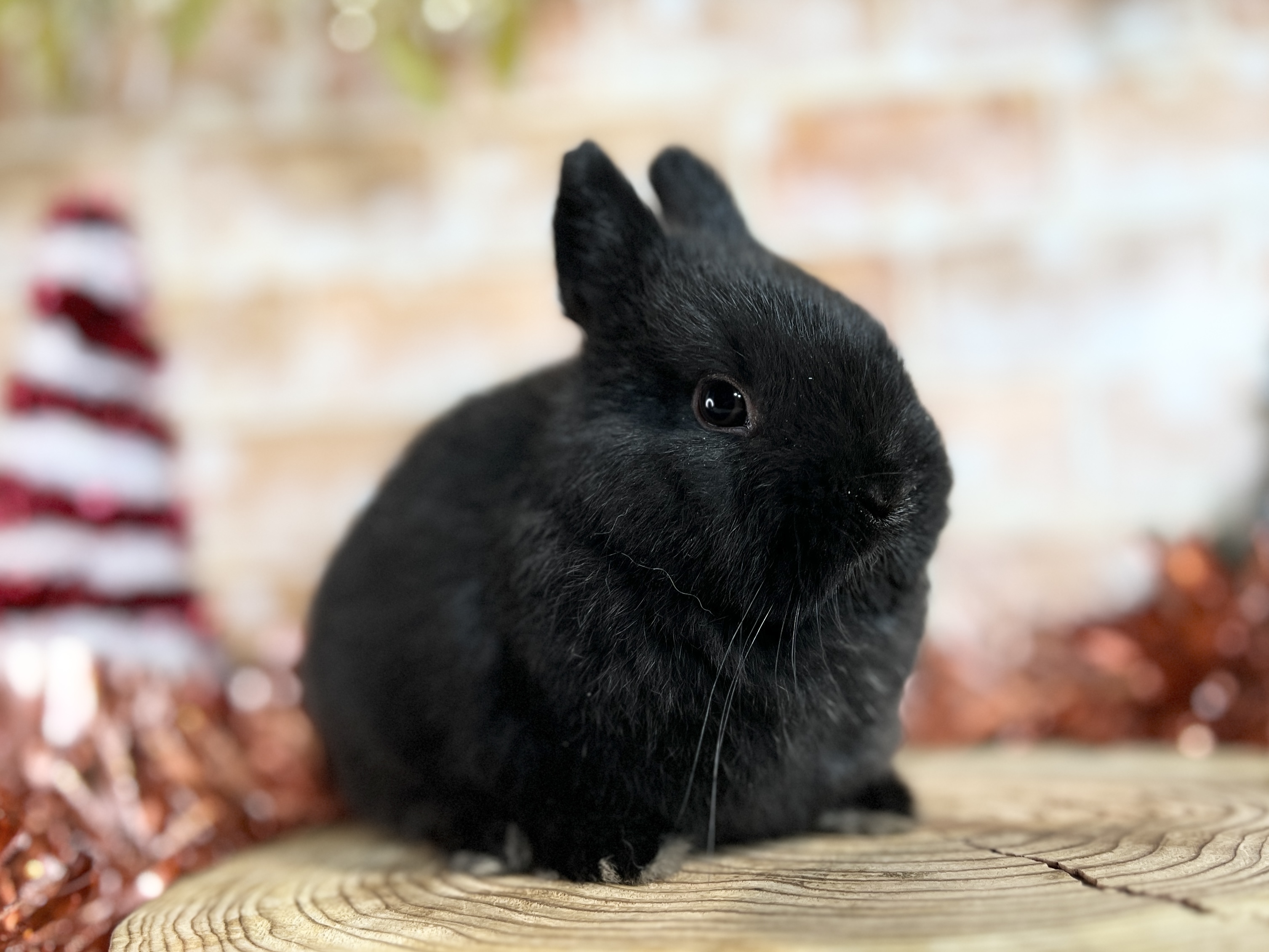 札幌 うさぎカフェ・うさぎ販売 | モンラパン（mon Lapin）